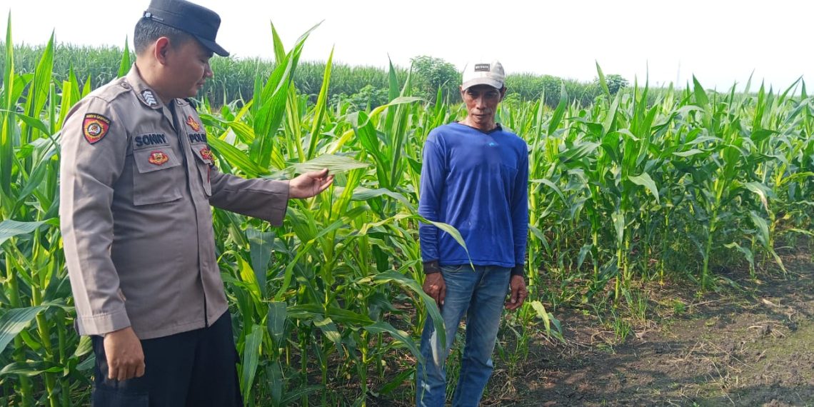 Polsek Krembung Dampingi Petani Kembangkan Lahan Jagung untuk Swasembada Pangan