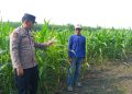 Polsek Krembung Dampingi Petani Kembangkan Lahan Jagung untuk Swasembada Pangan