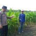 Polsek Krembung Dampingi Petani Kembangkan Lahan Jagung untuk Swasembada Pangan