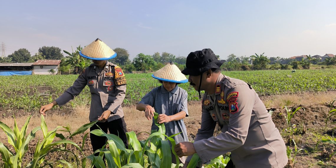 Kolaborasi Polsek Taman dan Petani Kelola Lahan Jagung untuk Ketahanan Pangan