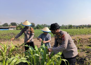 Kolaborasi Polsek Taman dan Petani Kelola Lahan Jagung untuk Ketahanan Pangan