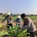 Kolaborasi Polsek Taman dan Petani Kelola Lahan Jagung untuk Ketahanan Pangan