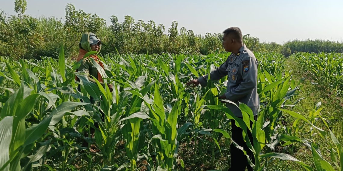Polsek Porong Bersama Petani Pantau Perkembangan Tanaman Jagung