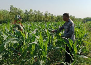 Polsek Porong Bersama Petani Pantau Perkembangan Tanaman Jagung