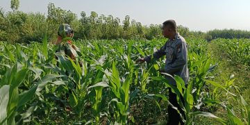Polsek Porong Bersama Petani Pantau Perkembangan Tanaman Jagung