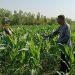 Polsek Porong Bersama Petani Pantau Perkembangan Tanaman Jagung