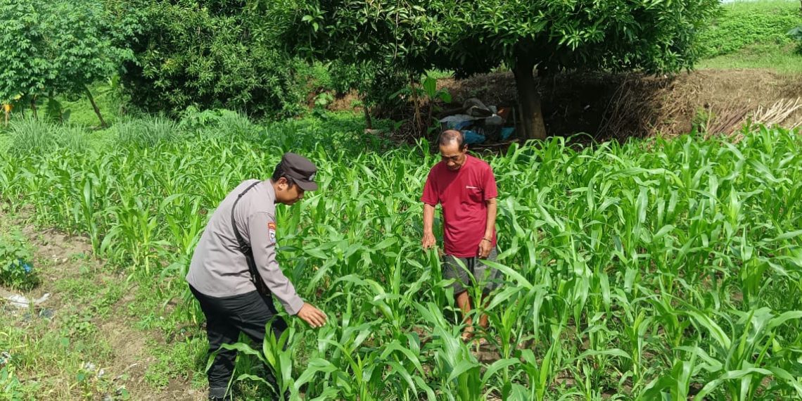 Bhabinkamtibmas Desa Trompoasri Pantau Pertumbuhan Jagung