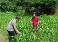 Bhabinkamtibmas Desa Trompoasri Pantau Pertumbuhan Jagung