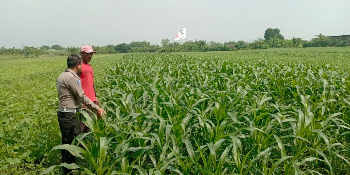 Sinergi Polsek Wonoayu dan Petani Optimalkan Lahan Jagung