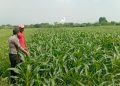 Sinergi Polsek Wonoayu dan Petani Optimalkan Lahan Jagung