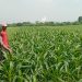 Sinergi Polsek Wonoayu dan Petani Optimalkan Lahan Jagung