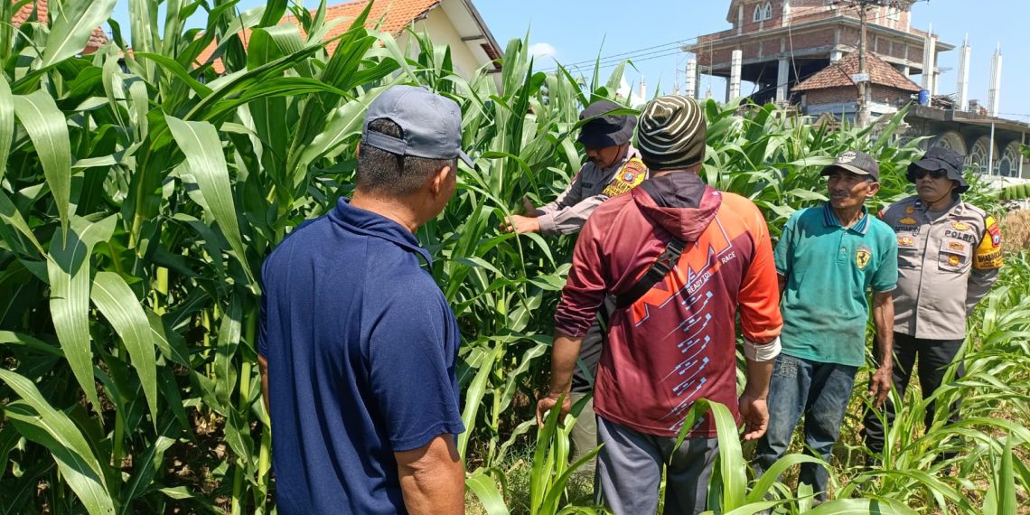 Polsek Balongbendo Perkuat Swasembada Pangan Nasional Bersama Petani