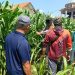 Polsek Balongbendo Perkuat Swasembada Pangan Nasional Bersama Petani
