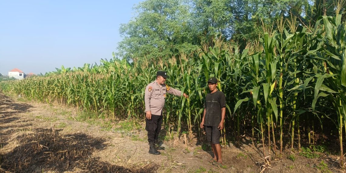Polisi Pacu Petani Serius Garap Lahan Jagung di Desa Durungbedug