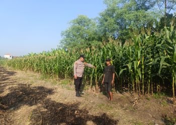 Polisi Pacu Petani Serius Garap Lahan Jagung di Desa Durungbedug