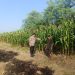 Polisi Pacu Petani Serius Garap Lahan Jagung di Desa Durungbedug