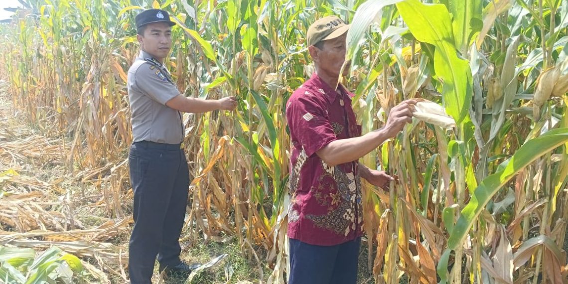 Wujud Ketahanan Pangan dari Kolaborasi Polisi dan Petani di Kecamatan Tarik