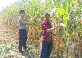 Wujud Ketahanan Pangan dari Kolaborasi Polisi dan Petani di Kecamatan Tarik