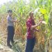 Wujud Ketahanan Pangan dari Kolaborasi Polisi dan Petani di Kecamatan Tarik
