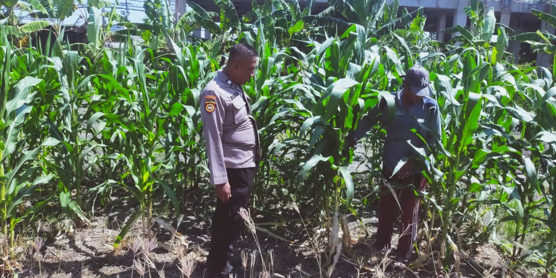 Polisi dan Petani Bersinergi, Ketahanan Pangan Pekarangan di Sedati Terus Diperkuat