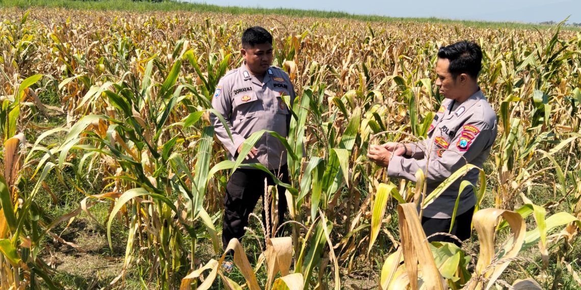 Panen Jagung di Desa Bulang, Bhabinkamtibmas Polsek Prambon Dampingi Petani Sukseskan Ketahanan Pangan