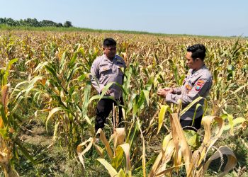 Panen Jagung di Desa Bulang, Bhabinkamtibmas Polsek Prambon Dampingi Petani Sukseskan Ketahanan Pangan