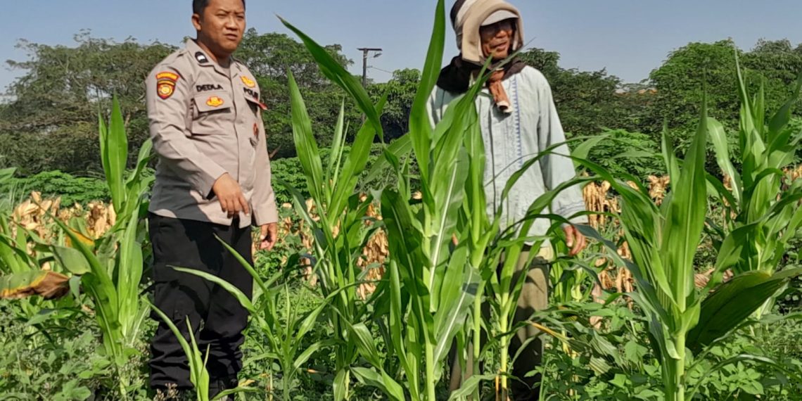 Polsek Krian Cek Pertumbuhan Jagung di Desa Junwangi