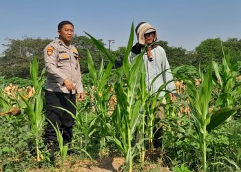 Polsek Krian Cek Pertumbuhan Jagung di Desa Junwangi