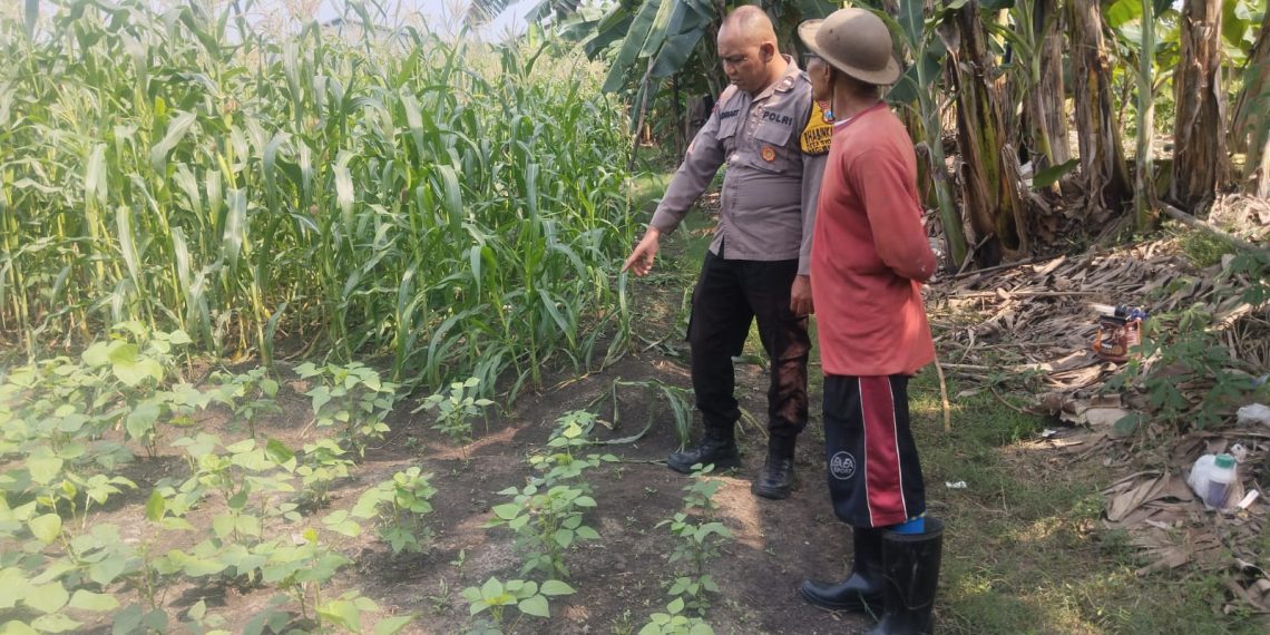 Polsek Buduran Dampingi Petani Kelola Jagung Hibrida, Wujudkan Swasembada Pangan
