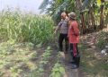 Polsek Buduran Dampingi Petani Kelola Jagung Hibrida, Wujudkan Swasembada Pangan