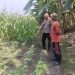 Polsek Buduran Dampingi Petani Kelola Jagung Hibrida, Wujudkan Swasembada Pangan