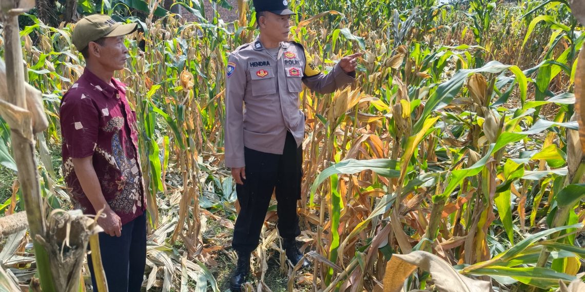 Polsek Tarik Pantau Pertumbuhan Jagung untuk Program Ketahanan Pangan