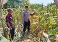 Polsek Tarik Pantau Pertumbuhan Jagung untuk Program Ketahanan Pangan