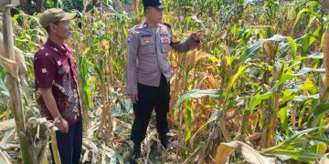 Polsek Tarik Pantau Pertumbuhan Jagung untuk Program Ketahanan Pangan