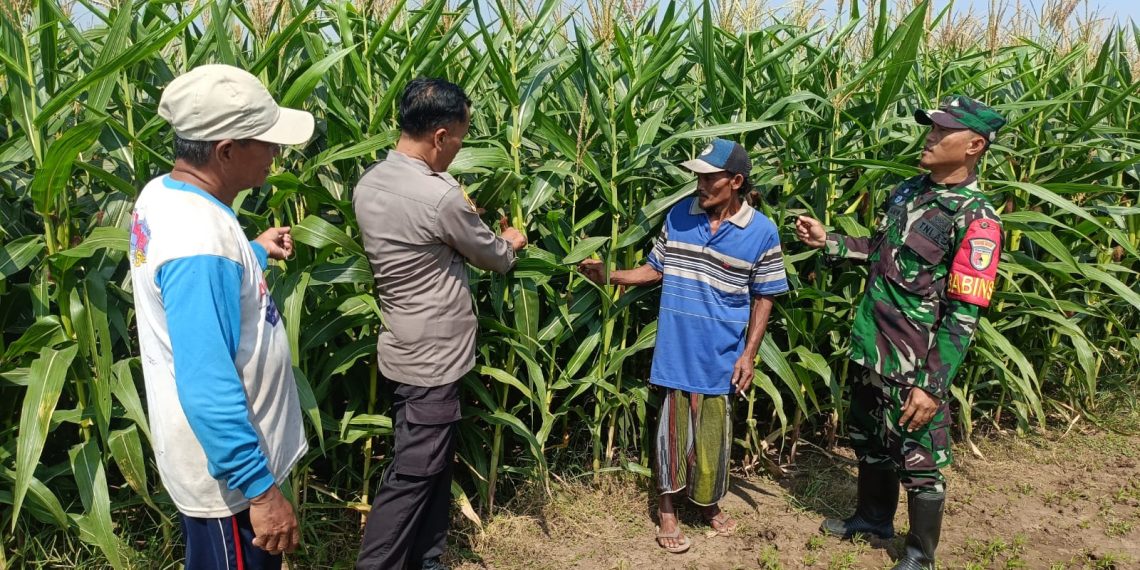 Polisi, TNI dan Petani Bersinergi Pantau Pertumbuhan Jagung di Desa Pesawahan Porong