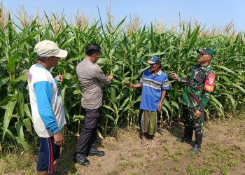 Polisi, TNI dan Petani Bersinergi Pantau Pertumbuhan Jagung di Desa Pesawahan Porong
