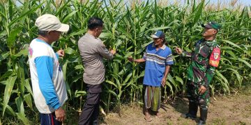 Polisi, TNI dan Petani Bersinergi Pantau Pertumbuhan Jagung di Desa Pesawahan Porong