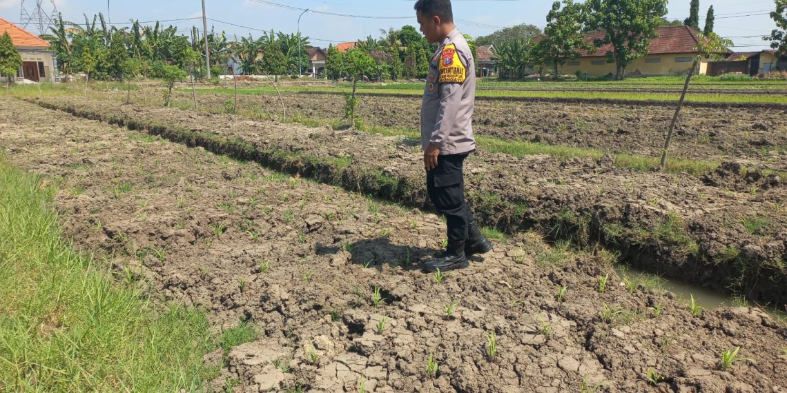 Bhabinkamtibmas Wonoayu Ajak Petani Optimalkan Lahan Jagung