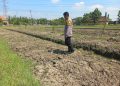 Bhabinkamtibmas Wonoayu Ajak Petani Optimalkan Lahan Jagung