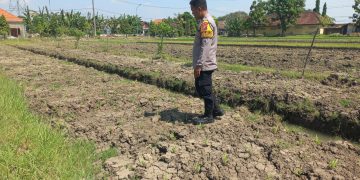 Bhabinkamtibmas Wonoayu Ajak Petani Optimalkan Lahan Jagung