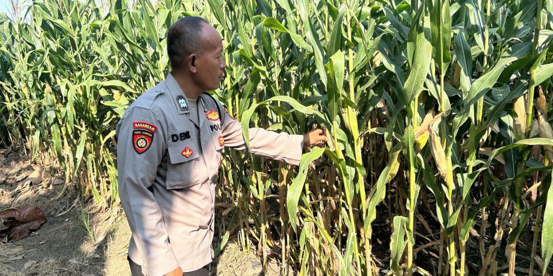 Bhabinkamtibmas Desa Prambon Kontrol Lahan Jagung, untuk Sukseskan Ketahanan Pangan