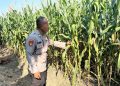 Bhabinkamtibmas Desa Prambon Kontrol Lahan Jagung, untuk Sukseskan Ketahanan Pangan