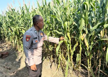 Bhabinkamtibmas Desa Prambon Kontrol Lahan Jagung, untuk Sukseskan Ketahanan Pangan