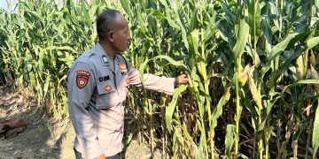 Bhabinkamtibmas Desa Prambon Kontrol Lahan Jagung, untuk Sukseskan Ketahanan Pangan