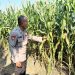 Bhabinkamtibmas Desa Prambon Kontrol Lahan Jagung, untuk Sukseskan Ketahanan Pangan