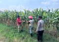 Polisi dan Petani Optimalkan Lahan Jagung di Prambon Demi Dukung Ketahanan Pangan