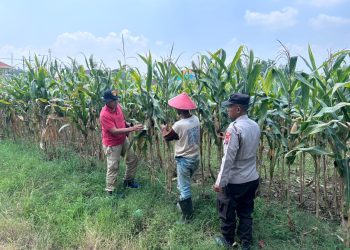 Polisi dan Petani Optimalkan Lahan Jagung di Prambon Demi Dukung Ketahanan Pangan