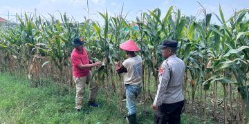 Polisi dan Petani Optimalkan Lahan Jagung di Prambon Demi Dukung Ketahanan Pangan