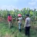 Polisi dan Petani Optimalkan Lahan Jagung di Prambon Demi Dukung Ketahanan Pangan