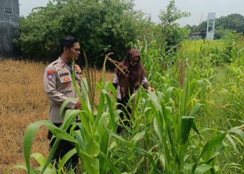Polsek Krembung Apresiasi Sekolah Turut Dukung Ketahanan Pangan Melalui Tanaman Jagung